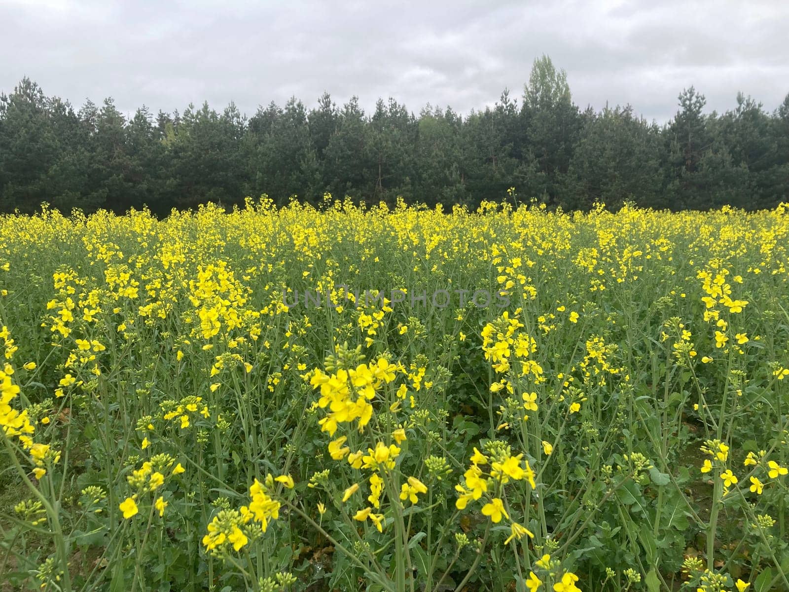 Yellow field planted with the rapeseed