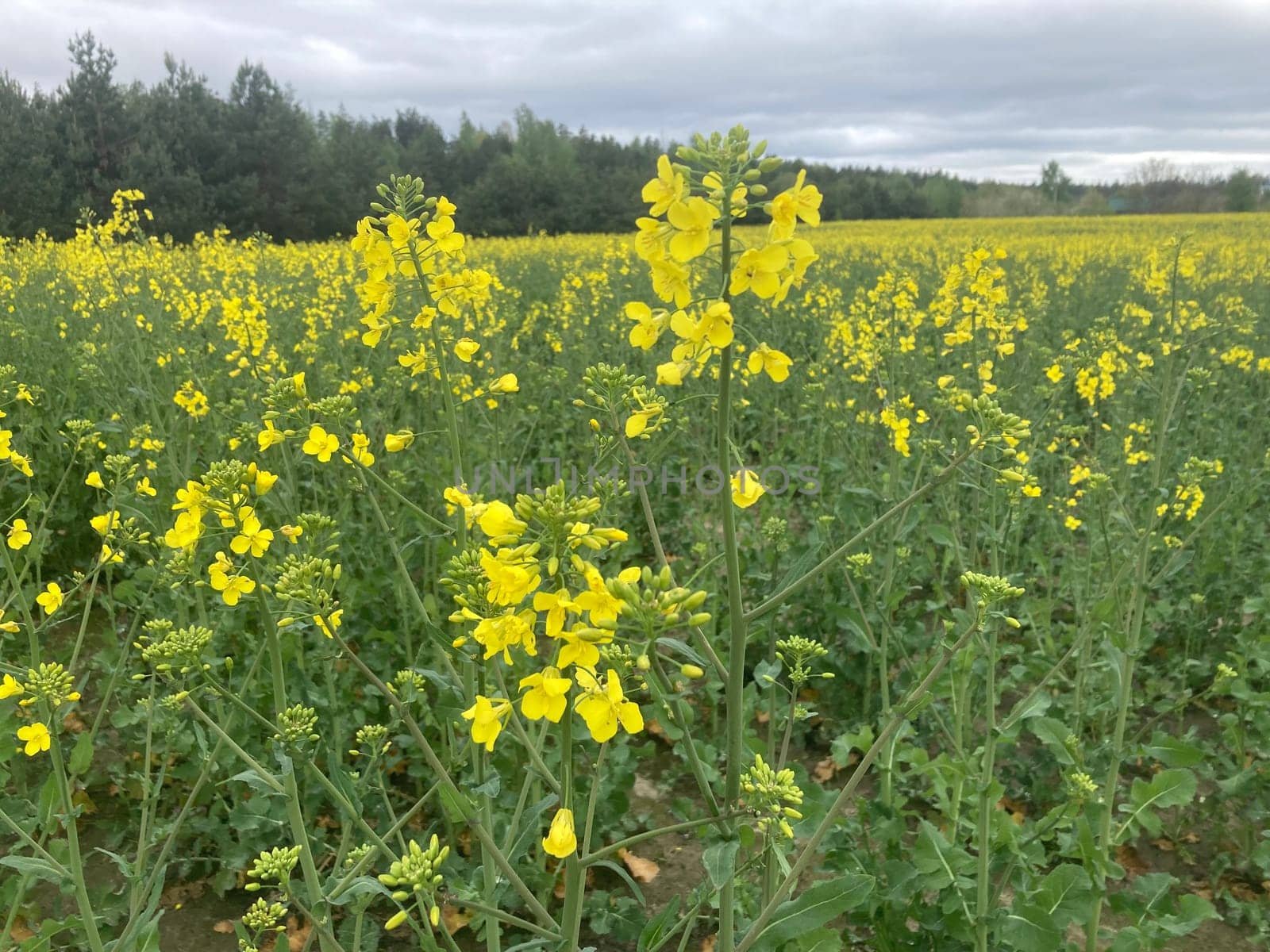 Yellow field planted with the rapeseed