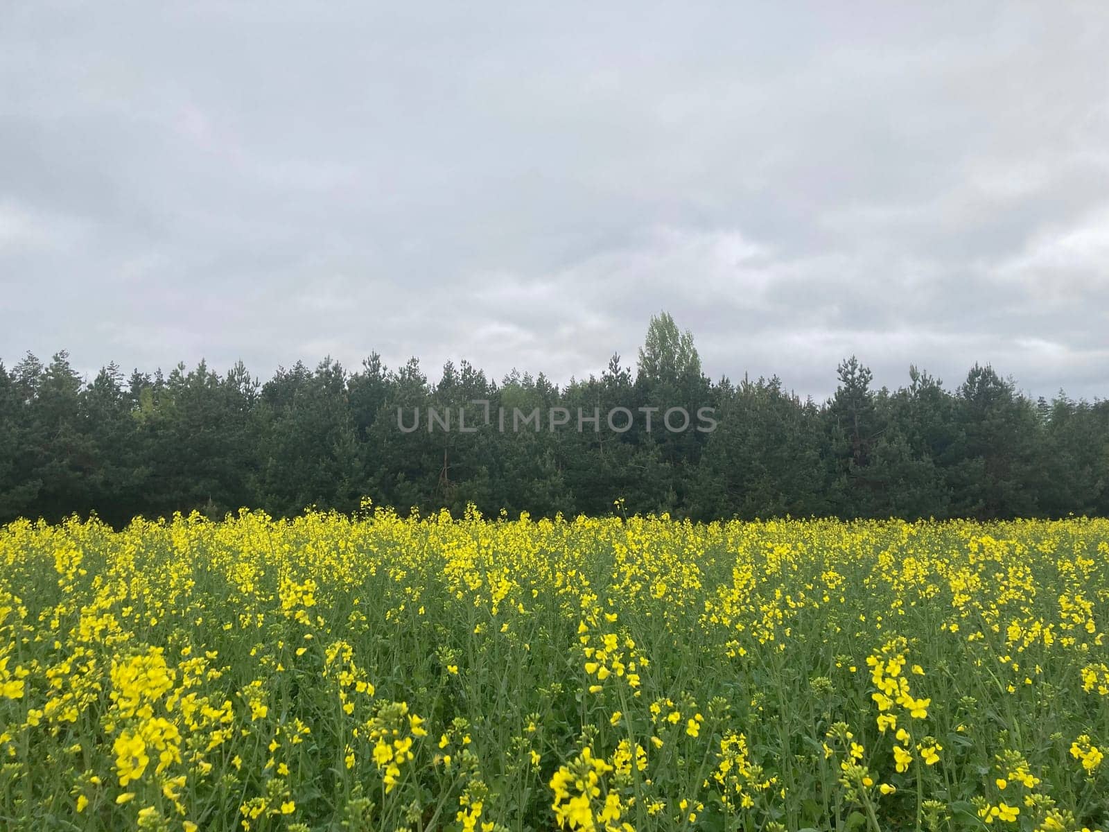 Yellow field planted with the rapeseed