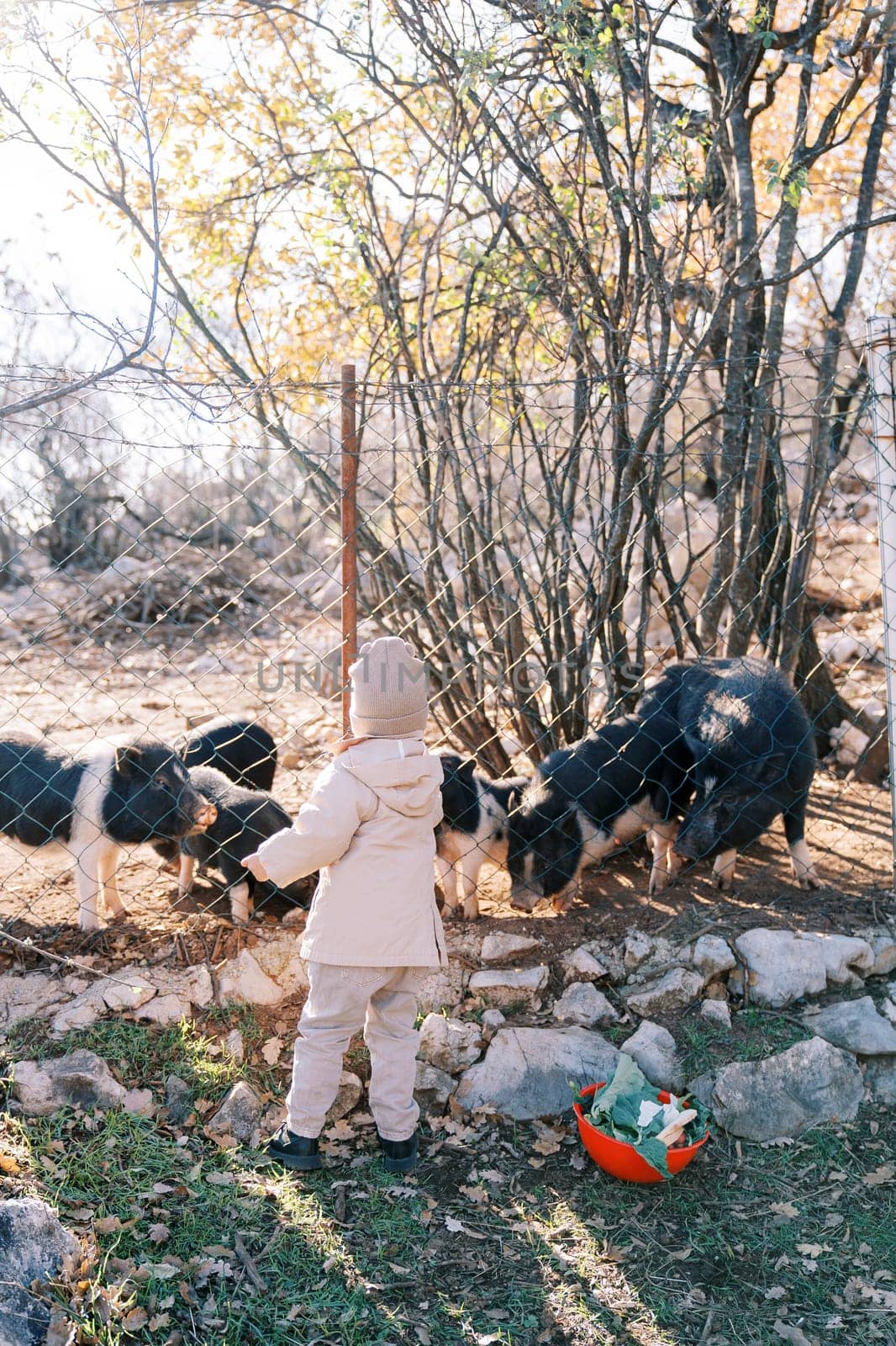 Little girl feeds black fluffy dwarf piglets through a fence in a pasture. Back view. High quality photo