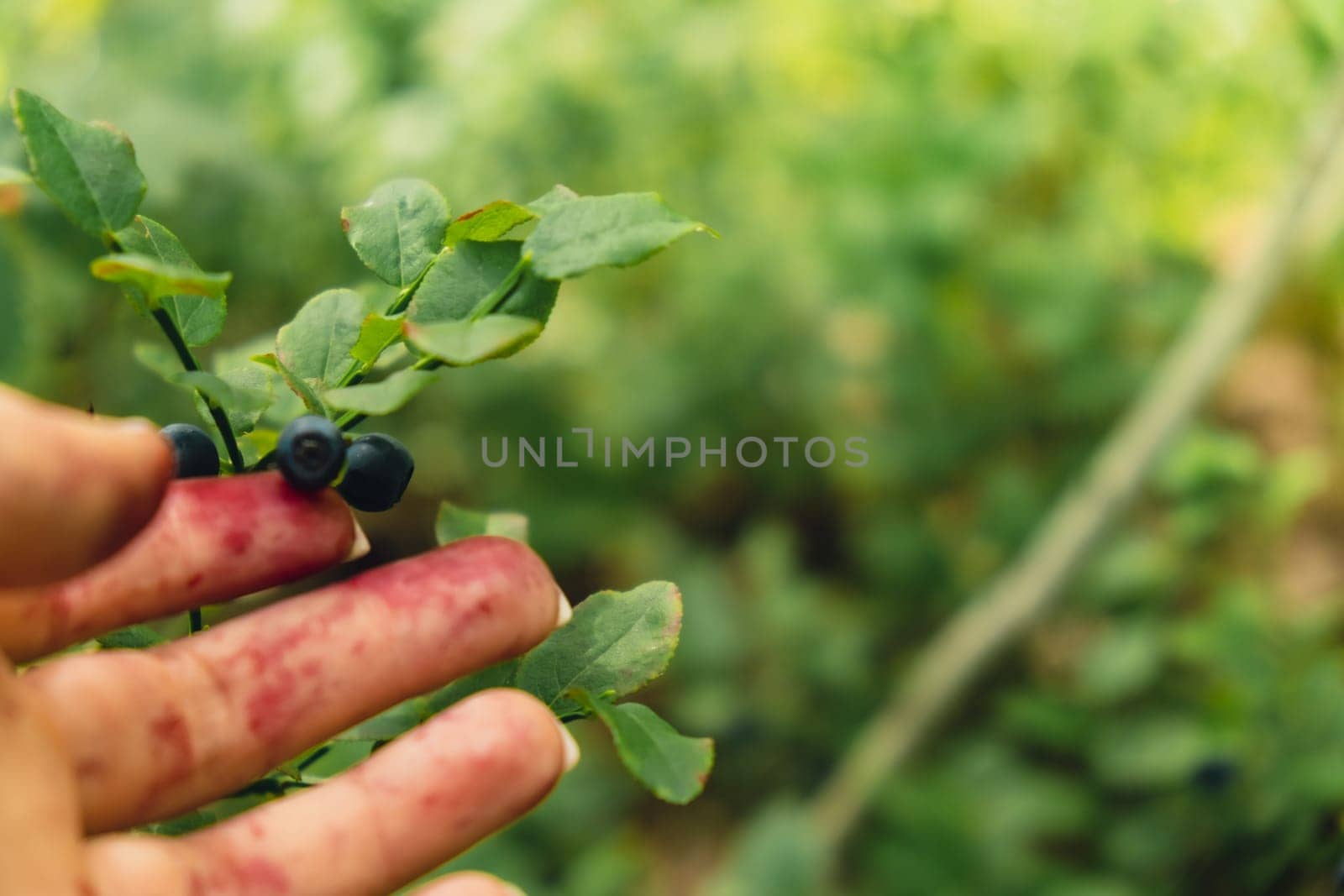 Female hand collecting picking Blueberries in the forest with green leaves and bushes in the background. Harvested berries, process of collecting, harvesting and picking berries in the forest. Copy space Bush of ripe wild blackberry bilberry in summer.