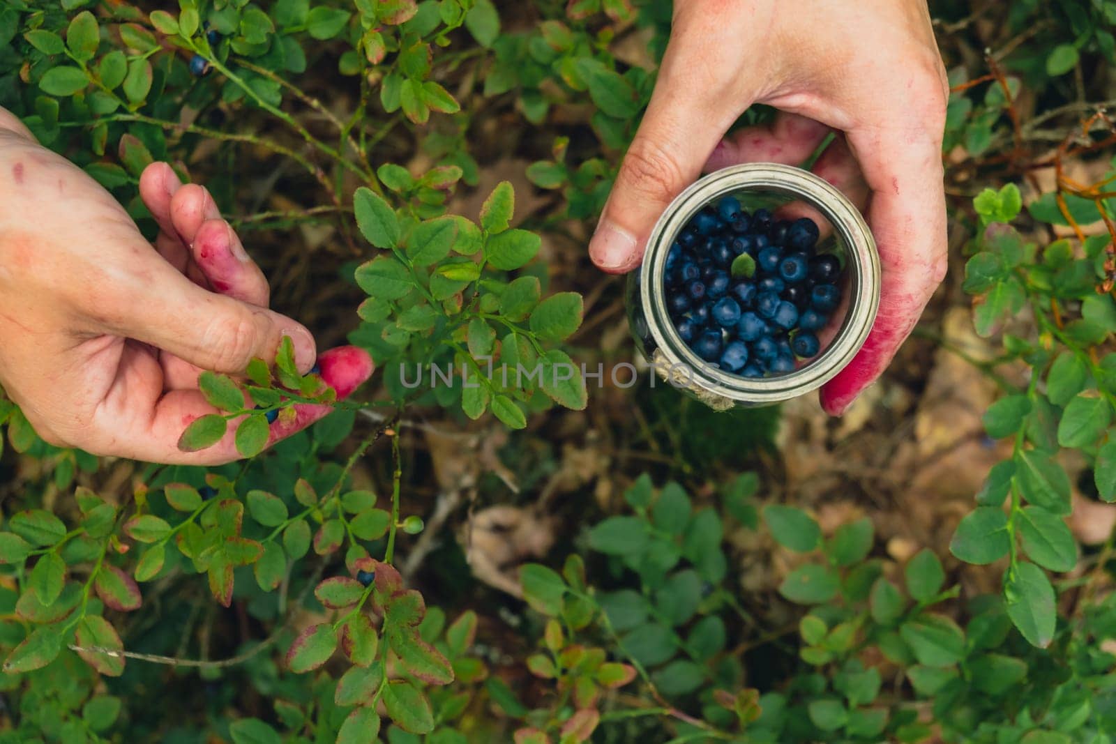 Close-up of male hands picking Blueberries in the forest with green leaves. Man Harvested berries, process of collecting, harvesting berries into glass jar in the forest. Copy space Bush of ripe wild blackberry bilberry in summer.