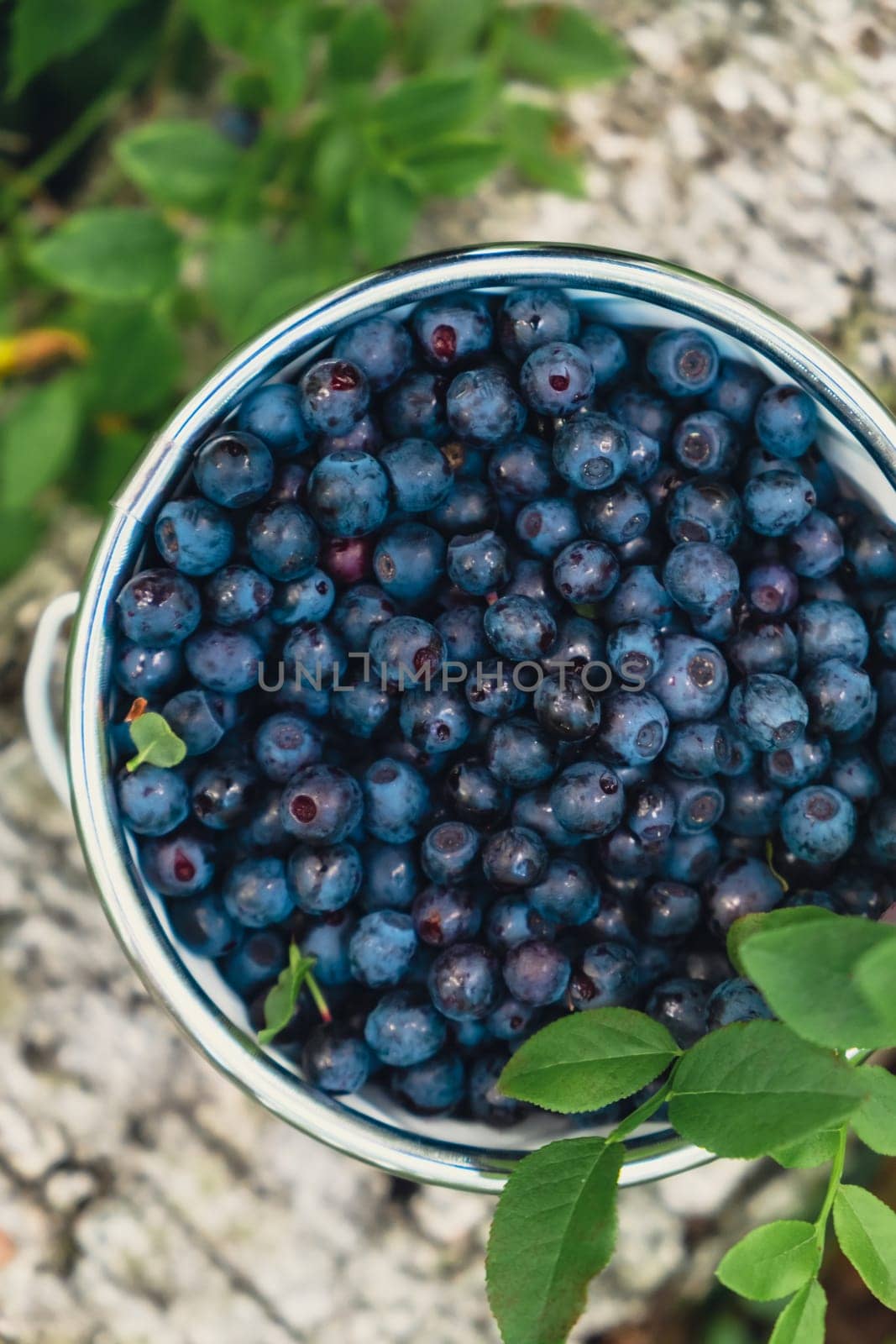 Close-up of Blueberries in white bucket in the forest with green leaves. Country life gardening eco friendly living Harvested berries, process of collecting, harvesting berries into glass jar in the forest. Bush of ripe wild blackberry bilberry by anna_stasiia
