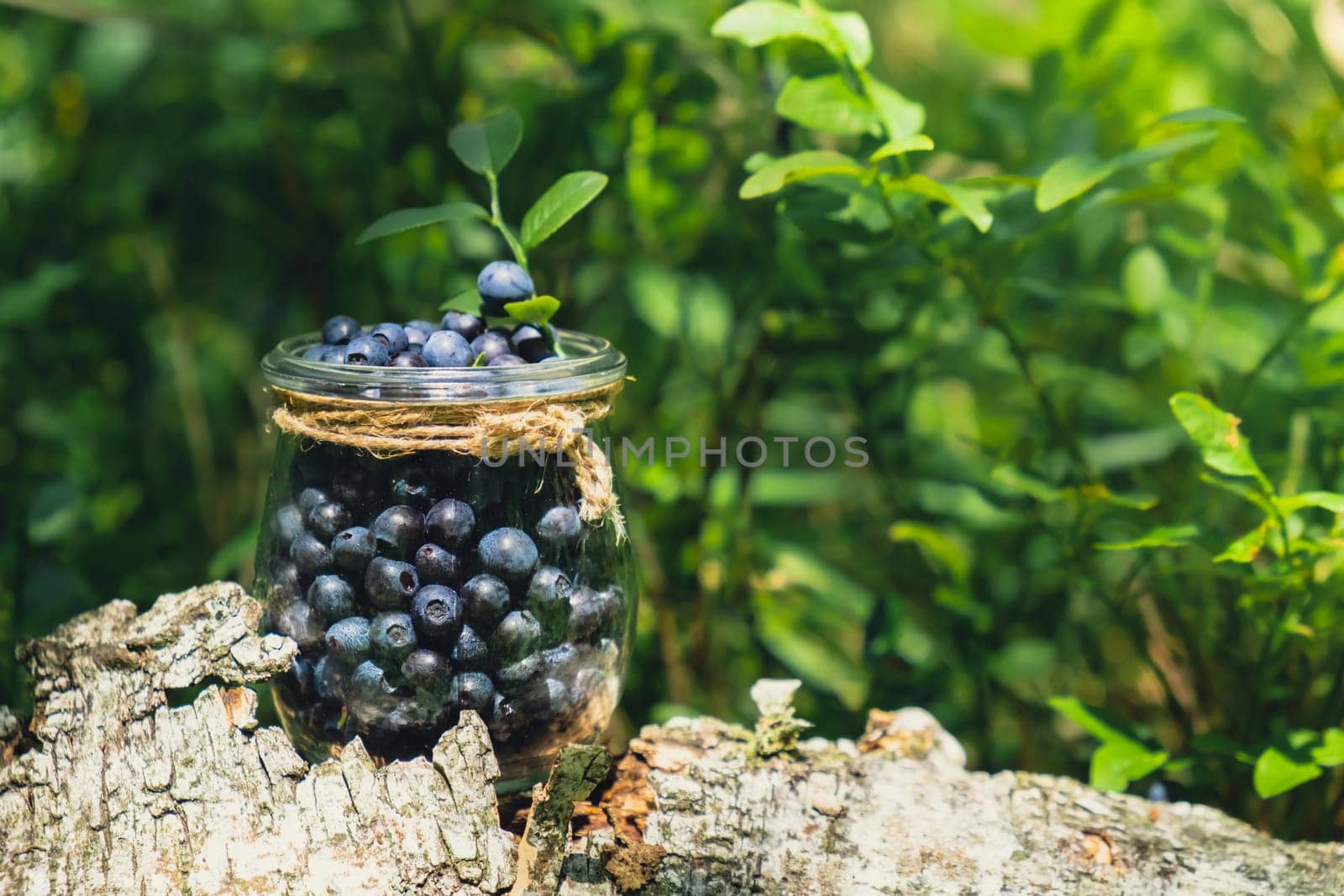 Close-up of Blueberries in the forest with green leaves. Country life gardening eco friendly living Harvested berries, process of collecting, harvesting berries into glass jar in the forest. Bush of ripe wild blackberry bilberry by anna_stasiia