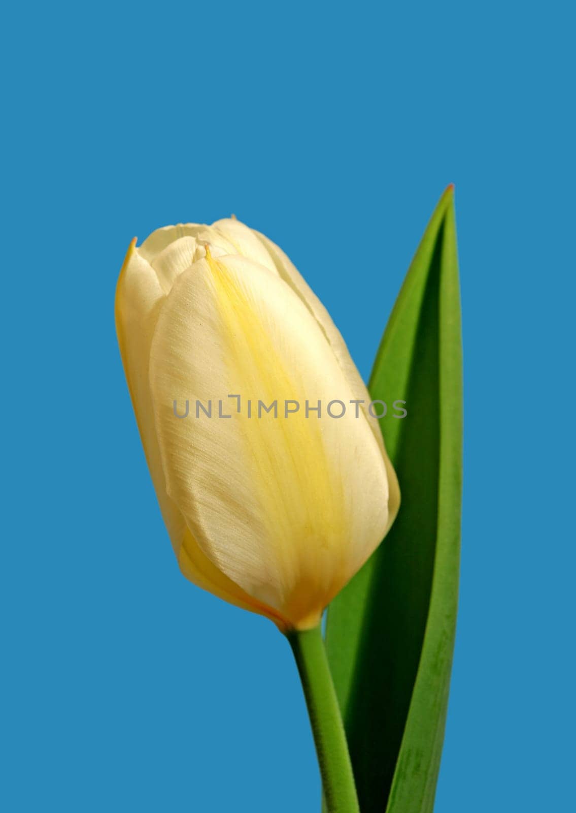 Closeup, yellow Tulips or flower with blue sky for growing, gardening and romantic bouquet for love. Leaf, blossom and floral plant in nature for season change, gift or florist with bright color by YuriArcurs