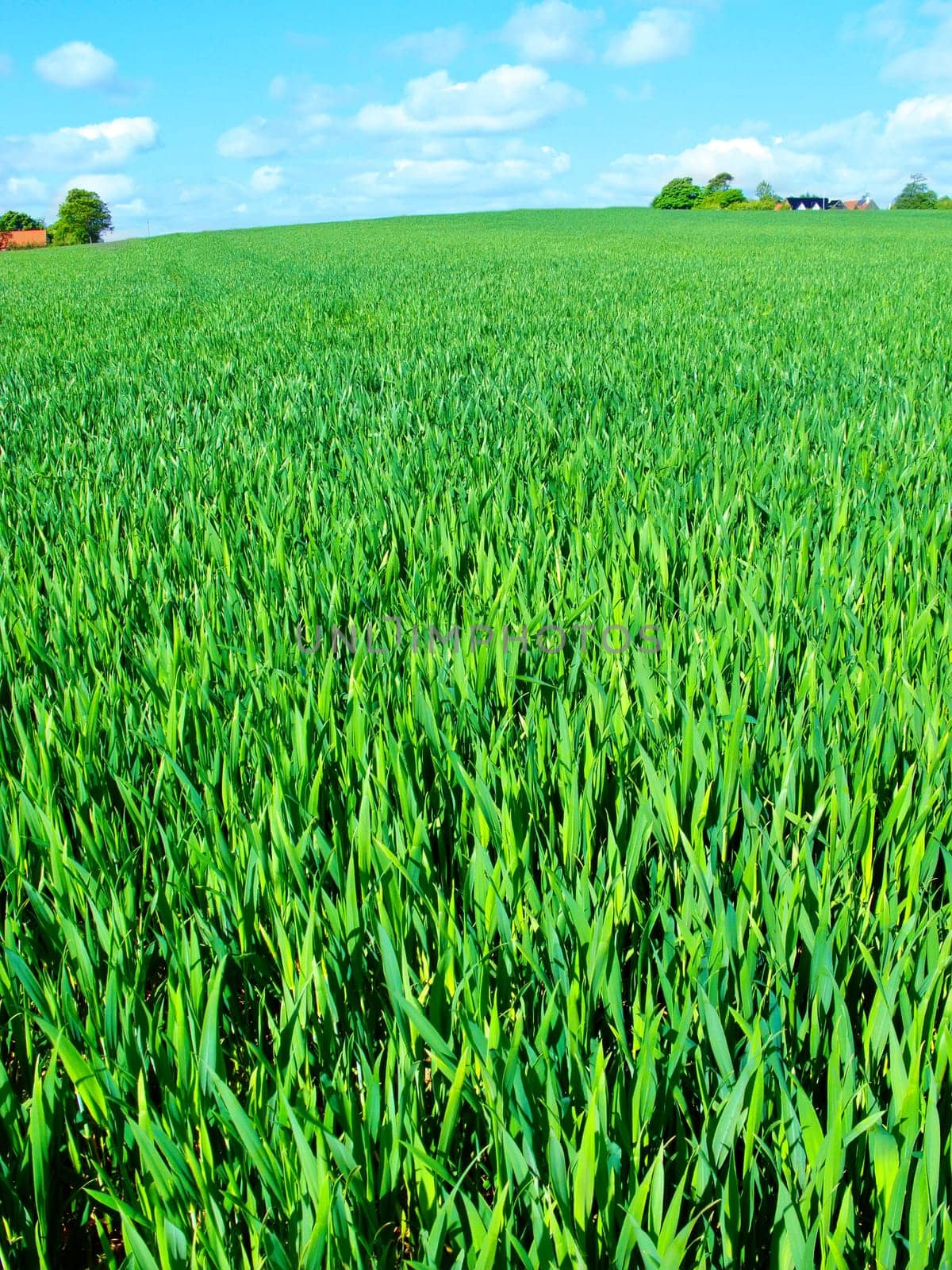 Countryside, grass and nature in environment, trees and peace in bush or pasture, blue sky and clouds. Ecosystem, sustainability and morning, scenery and outdoor, greenery and meadow in Brazil.