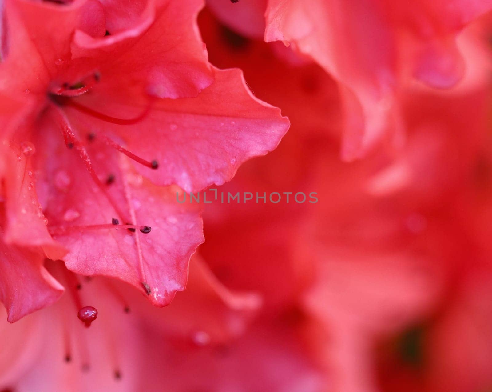 Background of blooming red azalea flowers in the spring garden. Gardening concept. Floral background