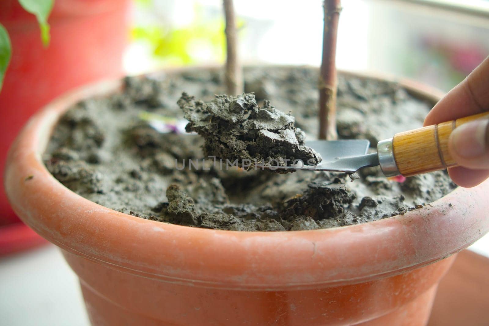 holding Garden shovel with fertile soil, Planting a small plant on pile of soil,.