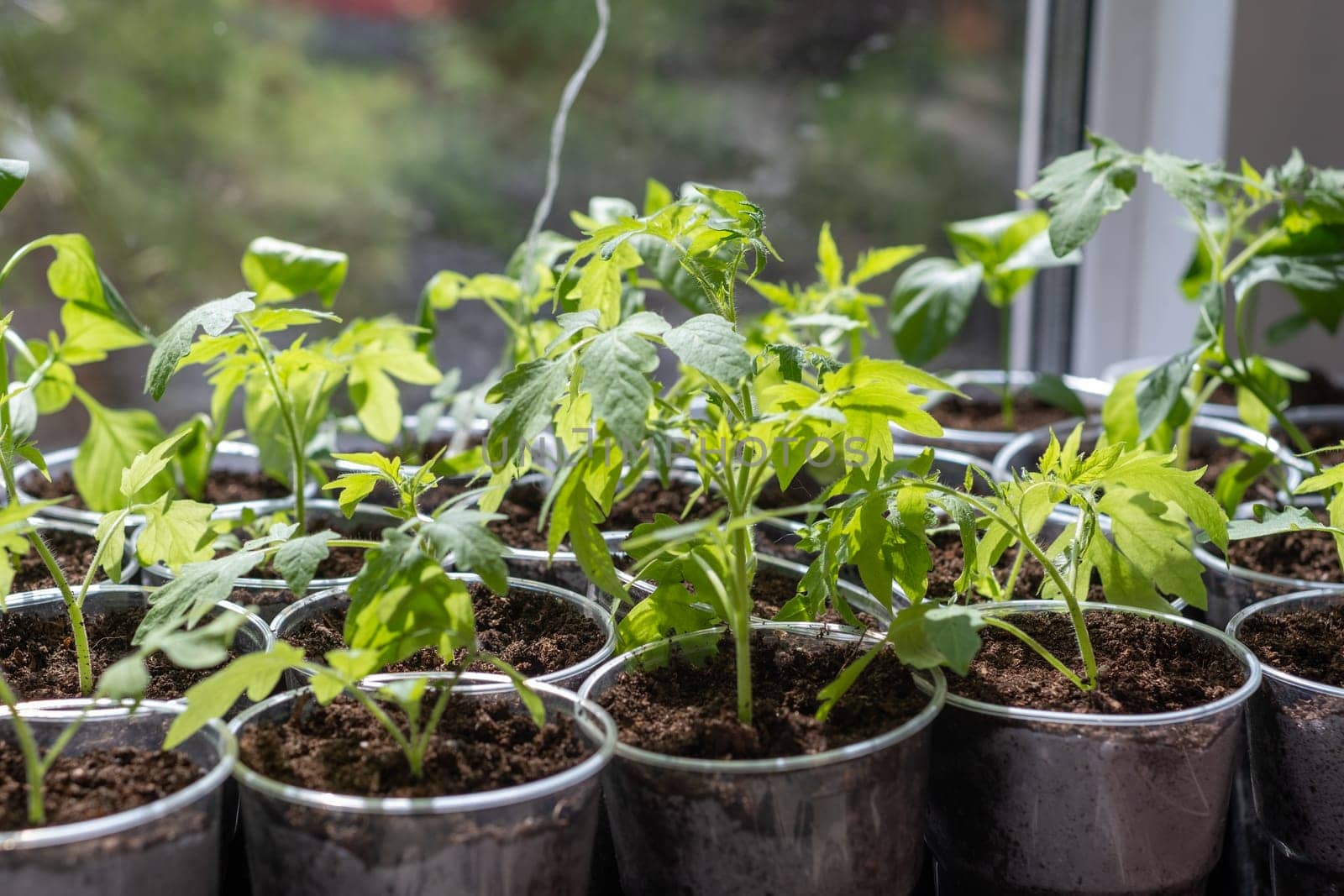 Growth of tomato seedlings in plastic glasses on a windowsill. by AnatoliiFoto