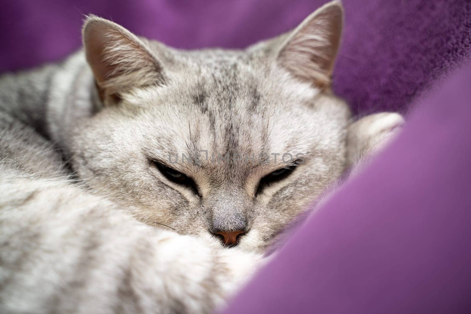 scottish straight cat is sleeping. Close-up of a sleeping cat muzzle, eyes closed. Against the background of a purple blanket. Favorite Pets, cat food
