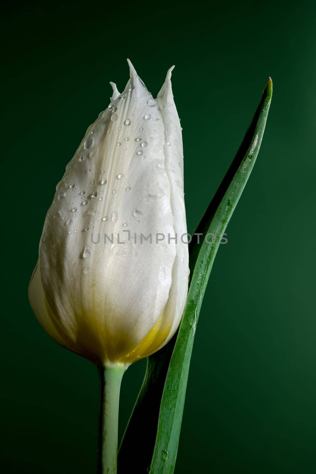 Blooming Tulip white master on a green background by Multipedia