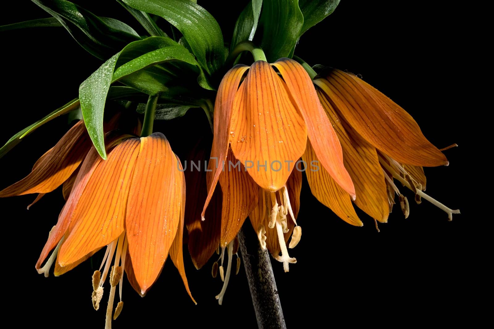 Beautiful Crown imperial flower blossom isolated on a black background. Flower head close-up.