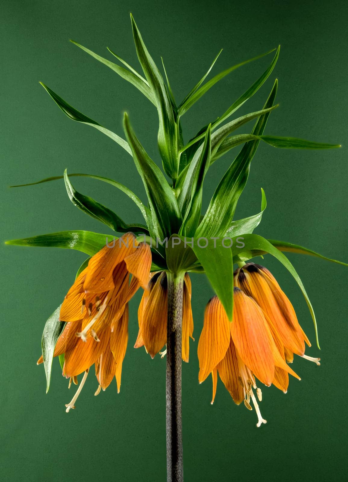 Blooming Crown imperial flowers on a green background by Multipedia