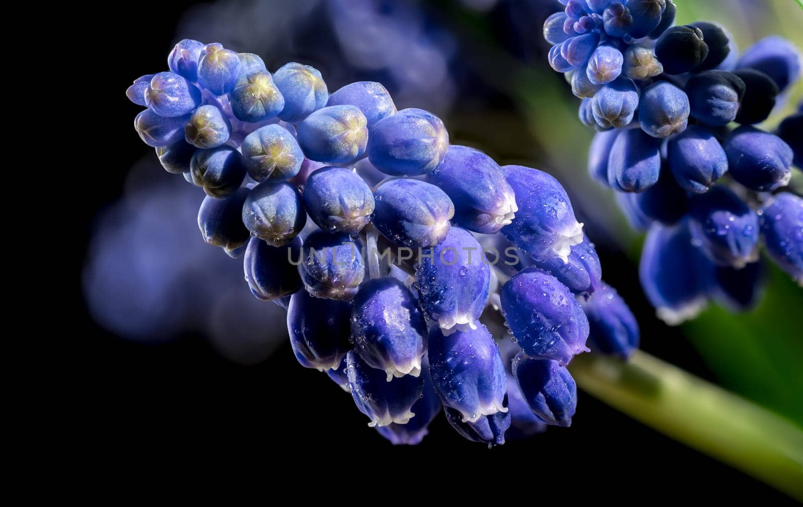 Beautiful blooming grape hyacinth Muscari Alida flower isolated on a black background. Flower head close-up.