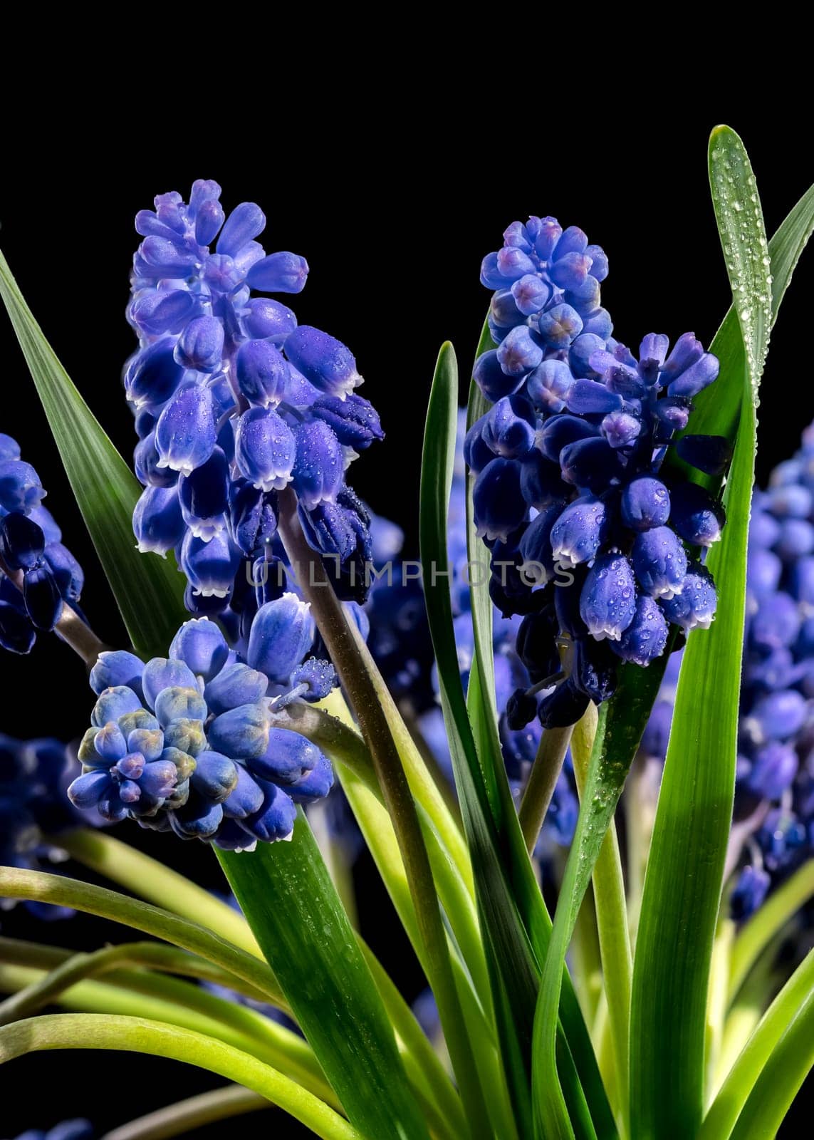 Blooming Muscari Alida flowers on a black background by Multipedia