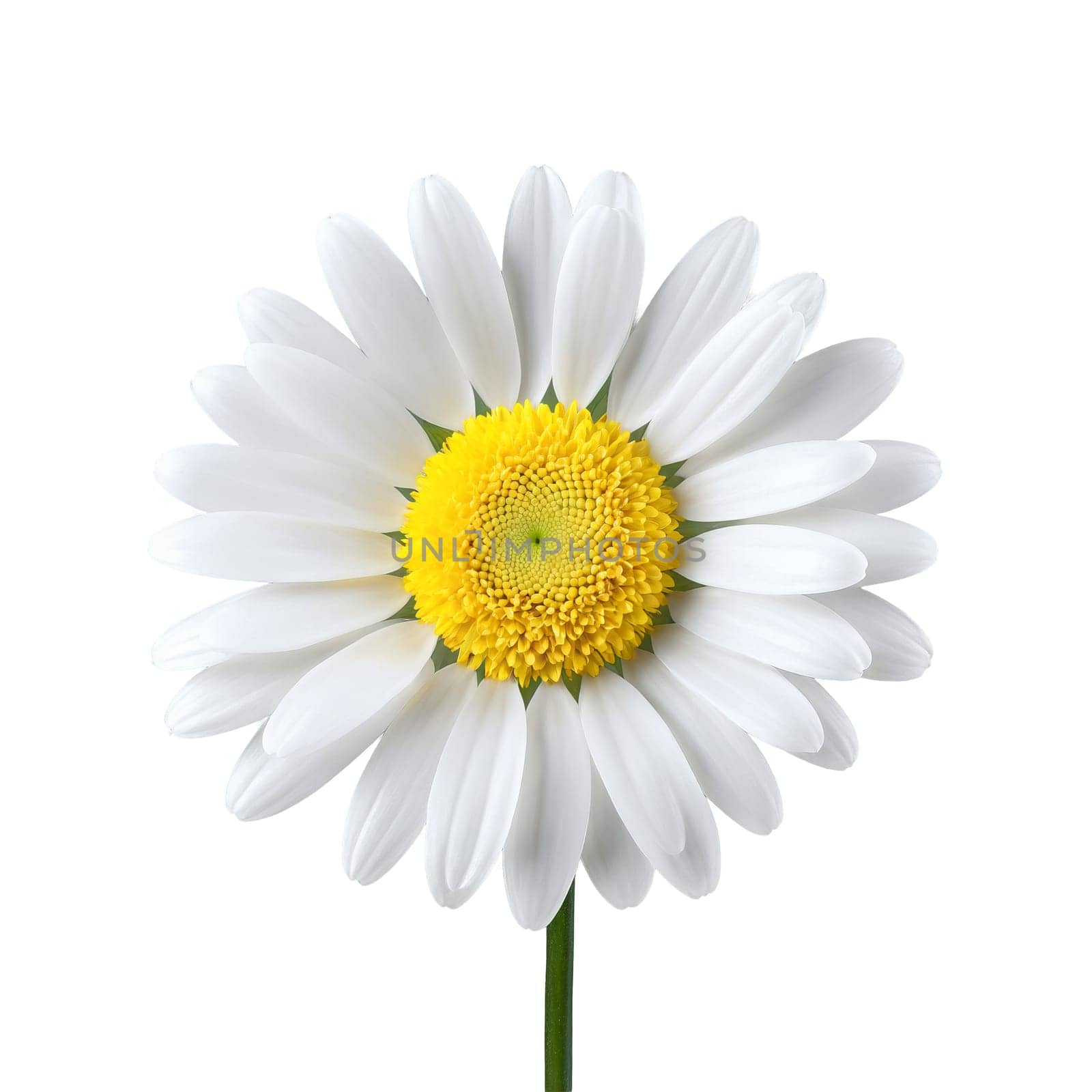 White daisy pristine petals radiating from golden yellow disc florets slightly overlapping Bellis perennis. Flowers isolated on transparent background by Matiunina