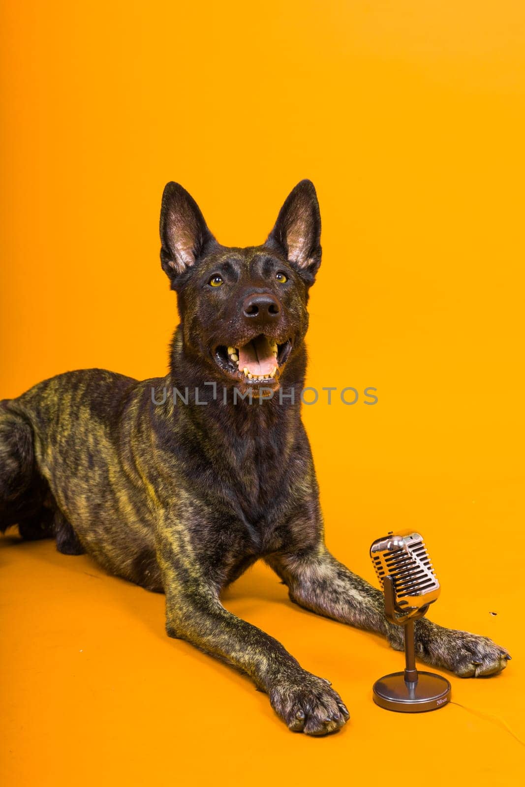 Cute singing dog Dutch shepherd in studio red yellow background