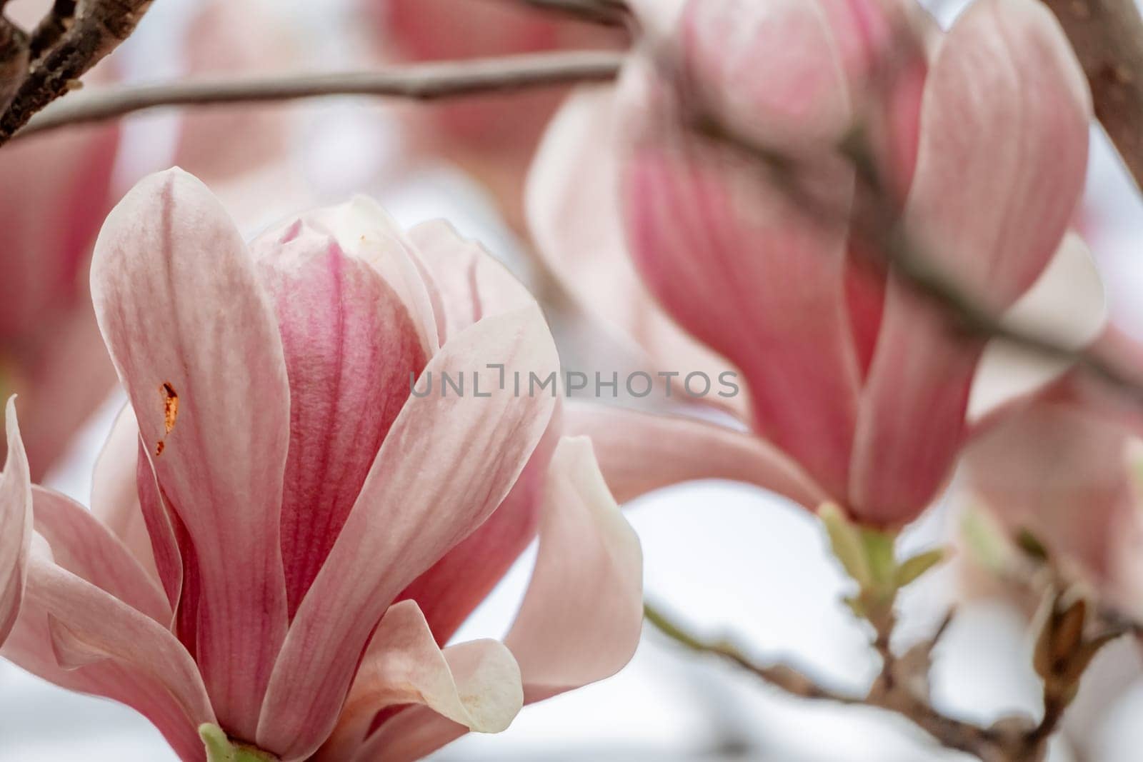 Magnolia Sulanjana flowers with petals in the spring season. the beautiful pink magnolia flowers in spring, selective focusing.