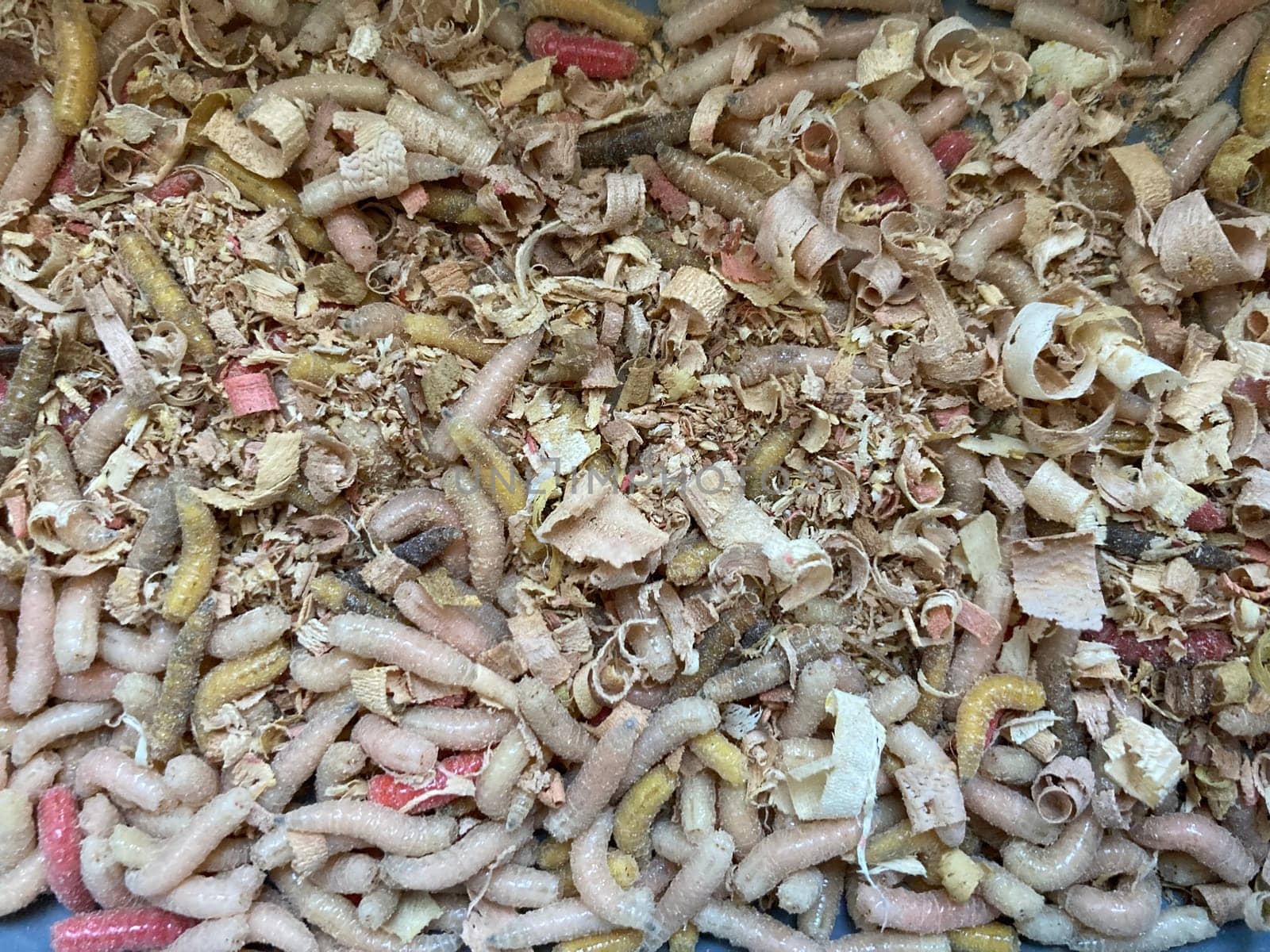 Live maggots food for the fishing