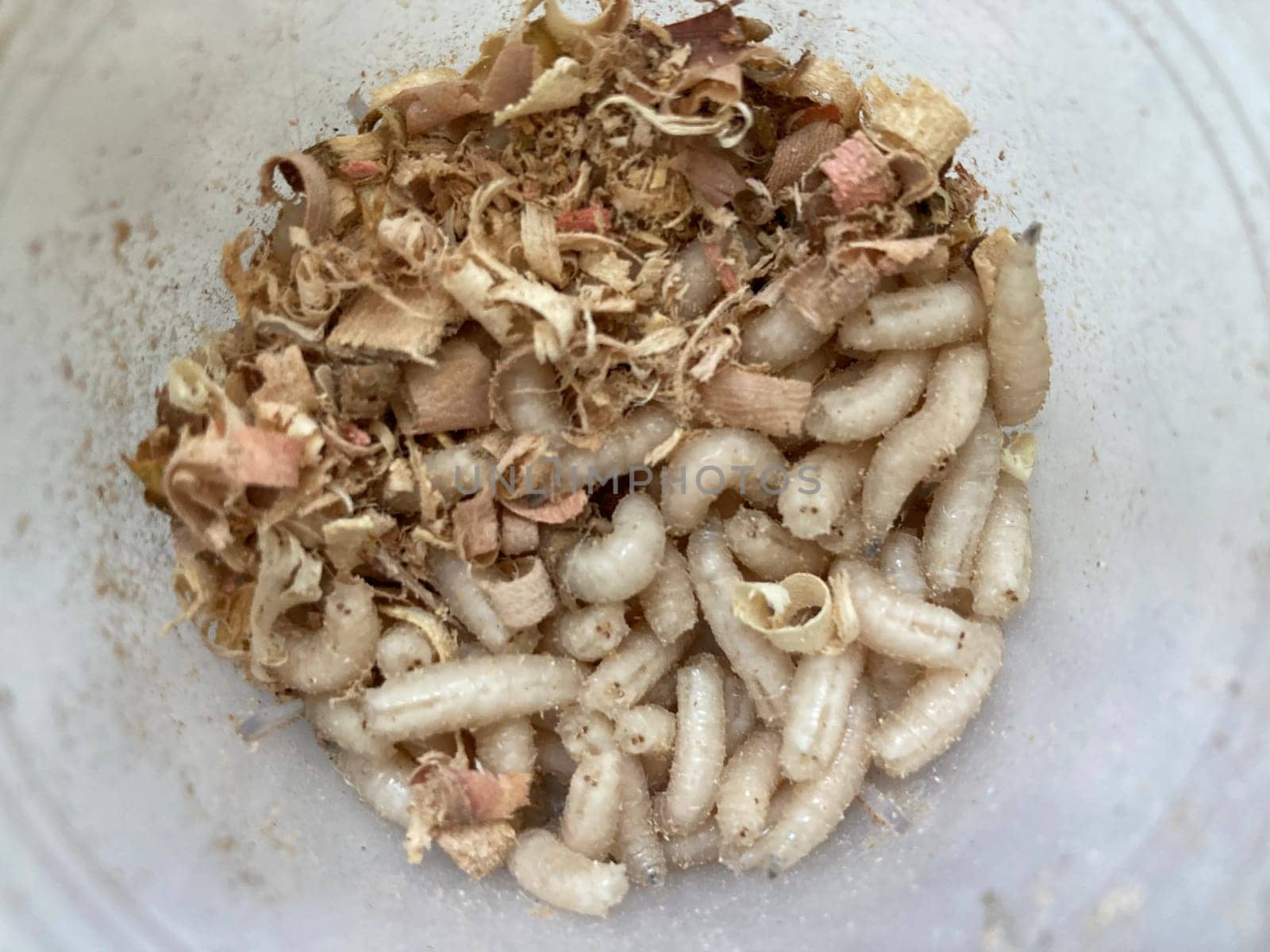 Live maggots food for fishing by architectphd