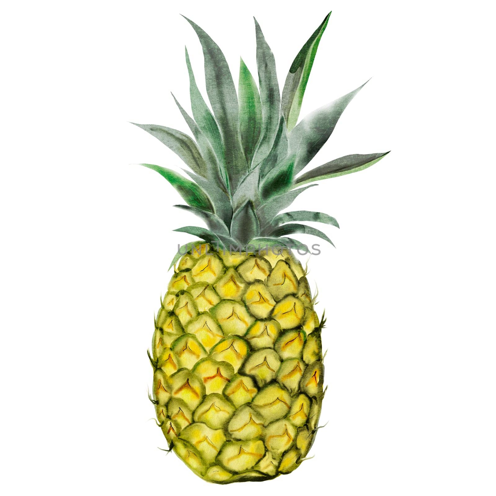 Pineapple watercolor. Whole tropical fruit on isolated white background. Exotic food illustration for menu design, tags and cosmetics packaging. High quality illustration