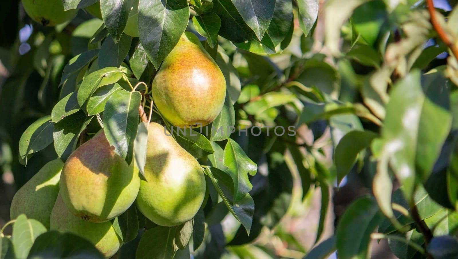 Branch of ripe organic cultivar of pears close-up in the summer garden by Anuta23