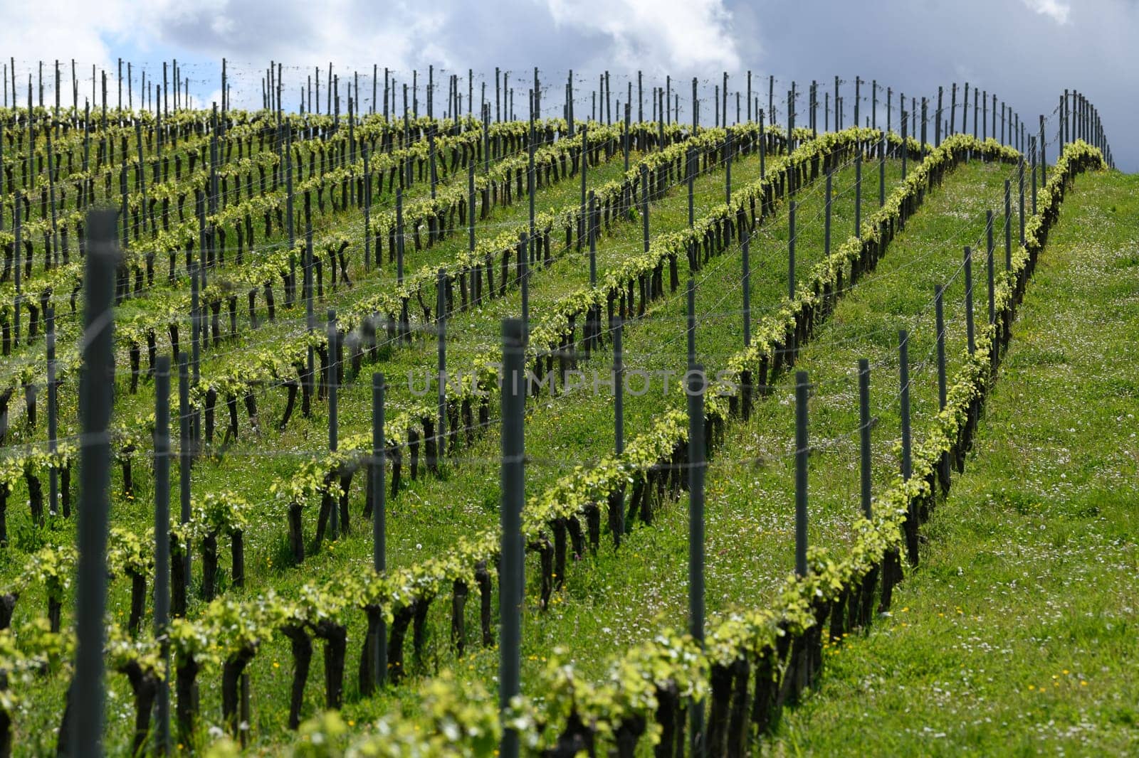 Aerial view of vineyard in spring at sunrise, Bordeaux Vineyard, Gironde, France by FreeProd