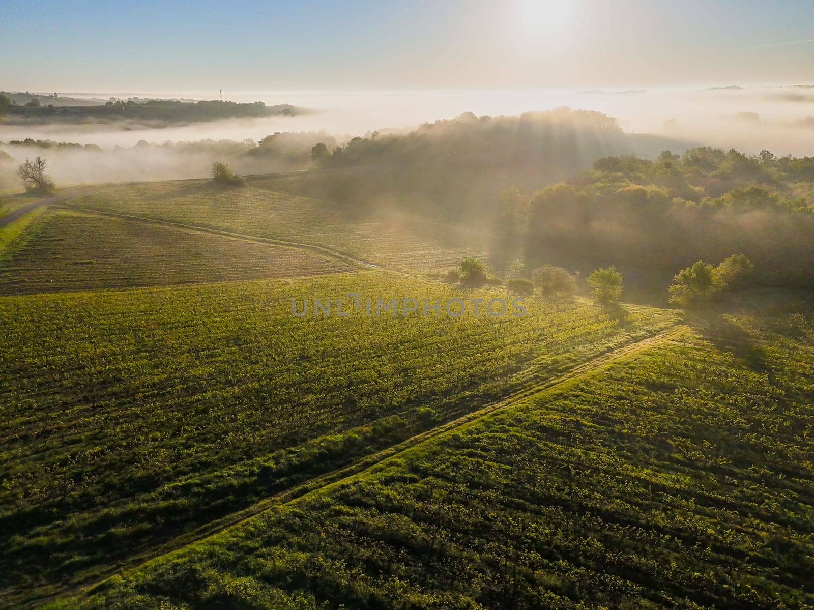 Aerial view of Bordeaux vineyard at sunrise spring under fog, Rions, Gironde, France. High quality photo