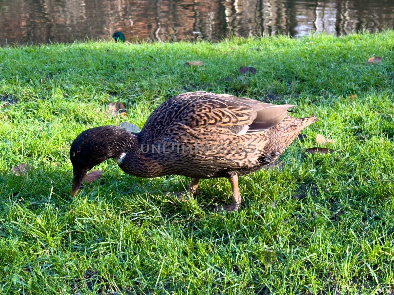 Europen mallard duck standing on the grass, next to the lake