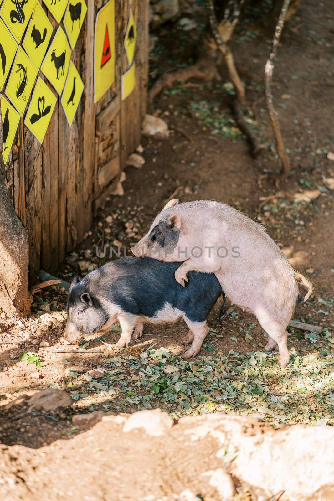 White dwarf pig jumping on a black one while standing under a green tree in the park by Nadtochiy