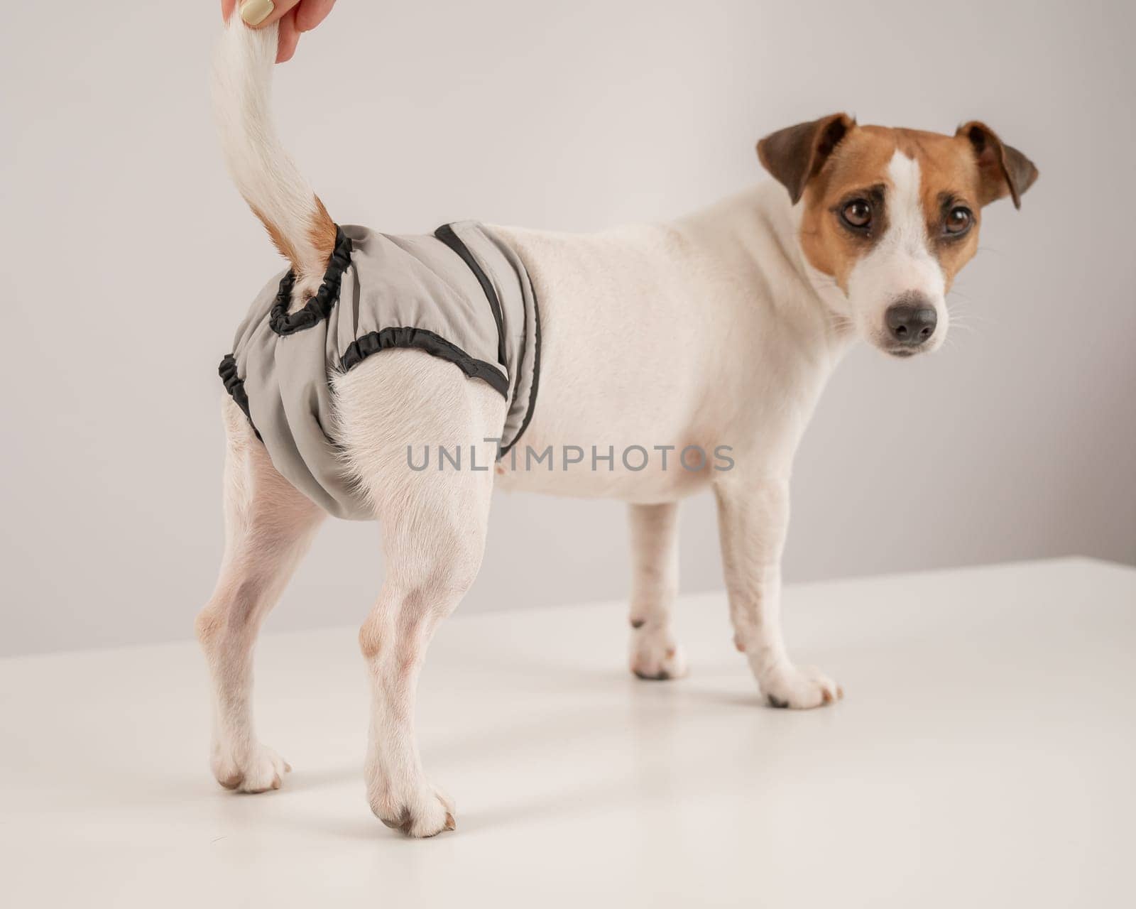 Cute Jack Russell Terrier dog wearing menstrual panties on a white background. Reusable diaper