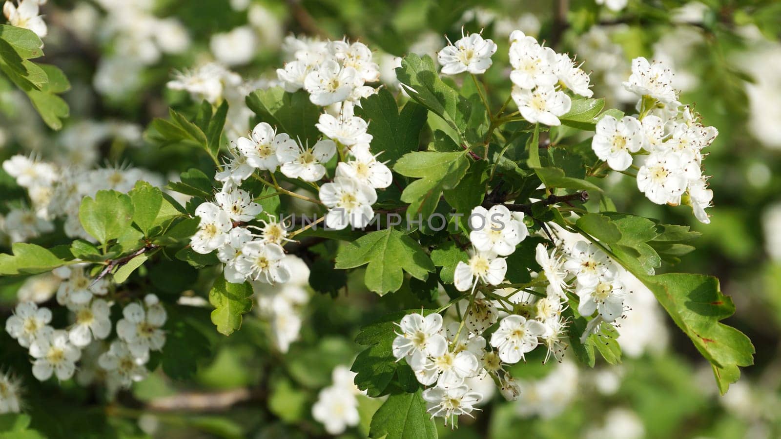 White Crataegus flowers close up in sunlight by Annado