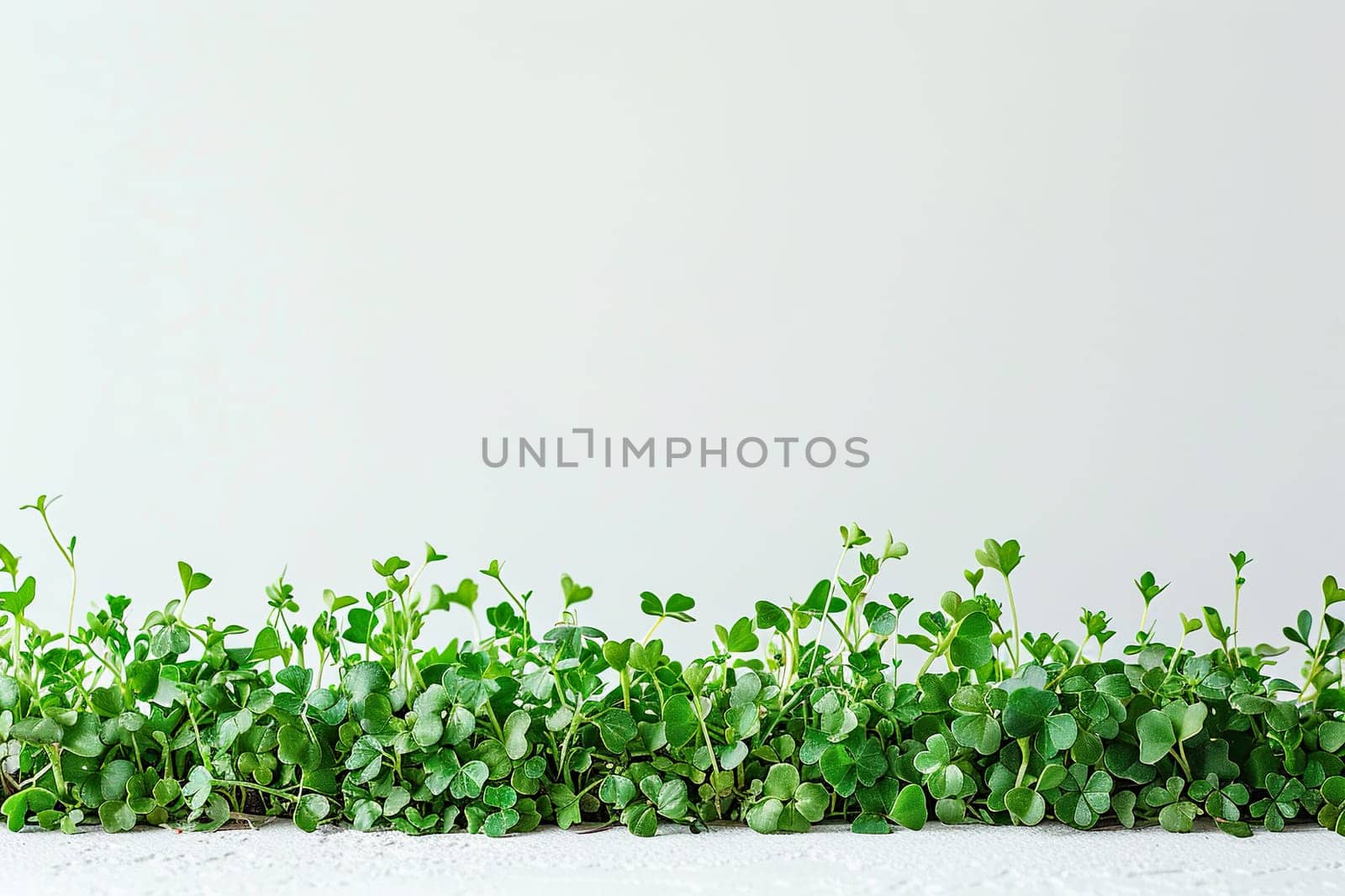 Horizontal white background with lush, dense microgreens underneath. Eco vegan healthy lifestyle bio banner. Green natural background texture.