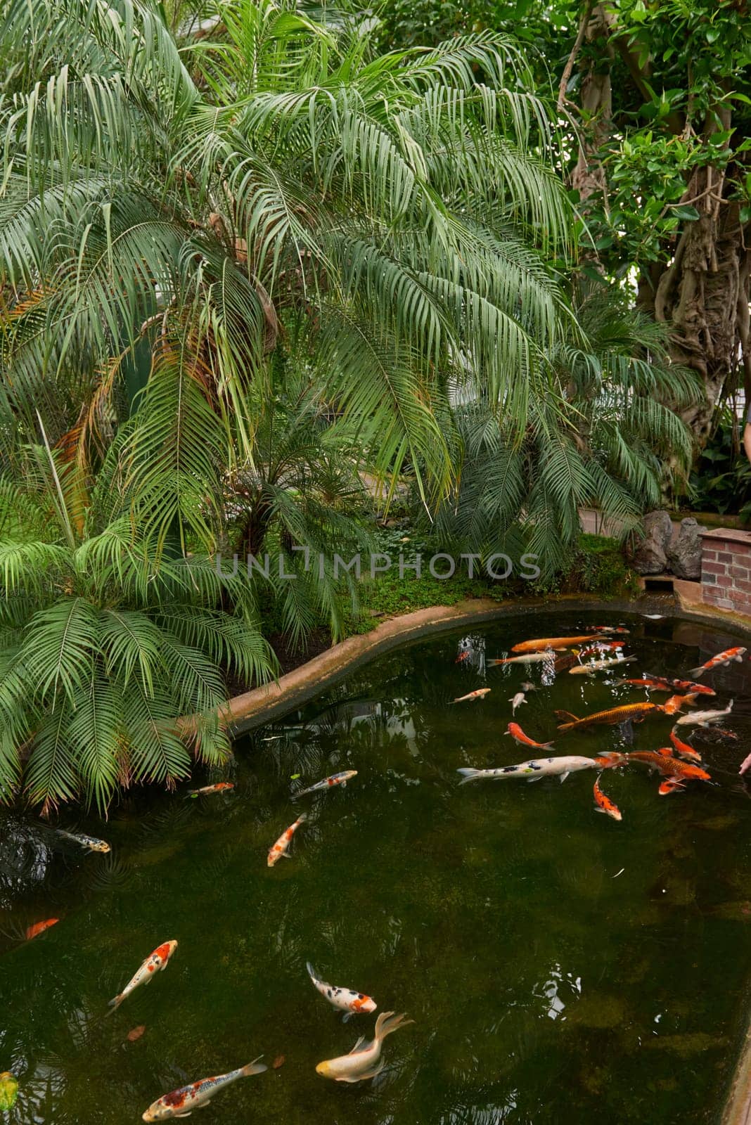 Majestic Japanese Koi Fish Swimming in Pond at Greenhouse. Japanese Carp Gracefully Gliding in Greenhouse Pond. Tranquil Japanese Koi Fish Pond in Greenhouse Oasis. Exotic Japanese Koi Fish in Ornamental Greenhouse Pond. Vibrant Japanese Koi Fish Swimming in Greenhouse Pond. by Andrii_Ko