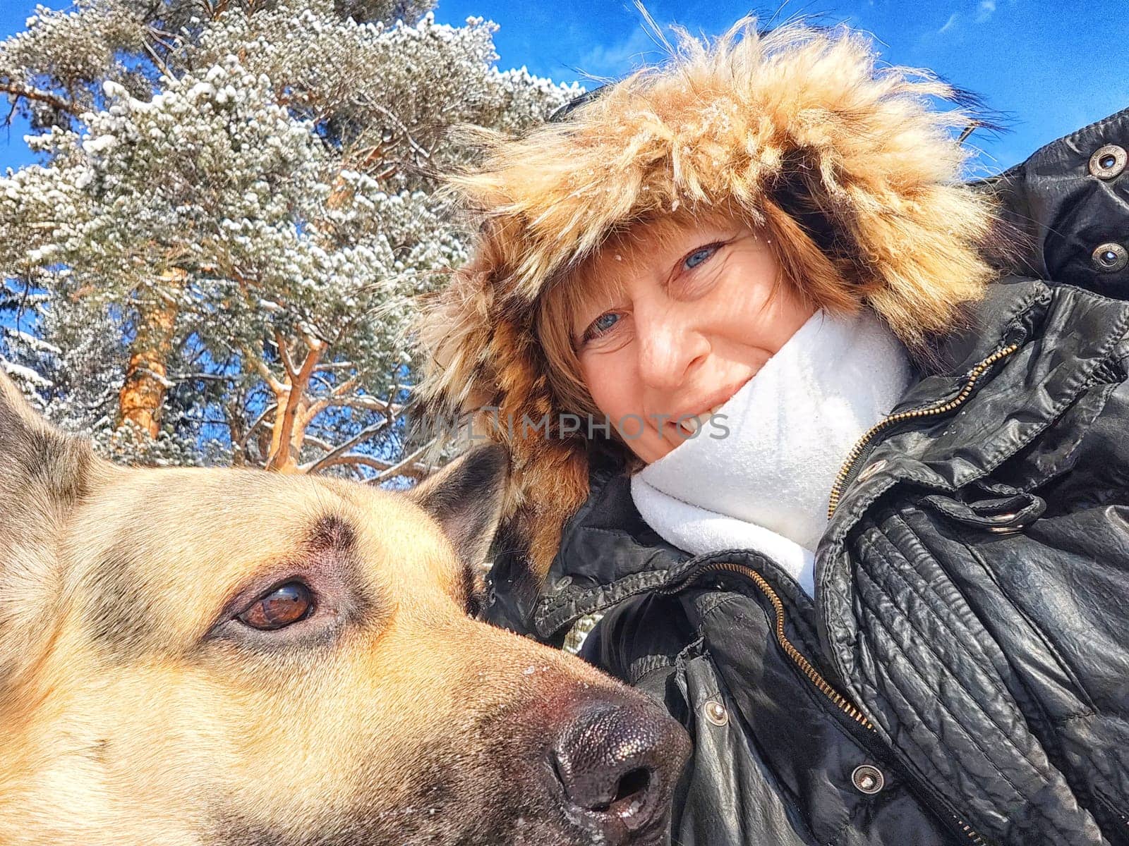 Adult girl or mature lady with shepherd dog taking selfies in winter nature landscape in forest. Middle aged woman and big shepherd dog in cold day. Friendship, love, communication, fun, hugs