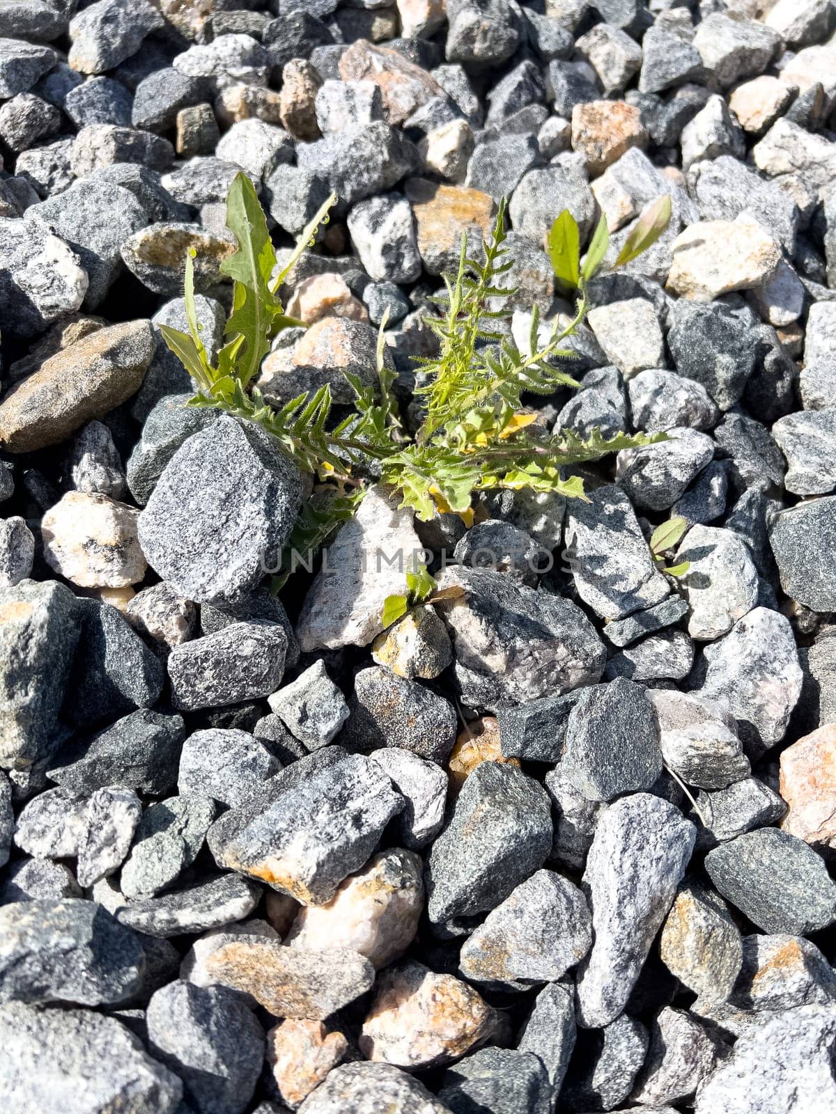 A determined display of nature will, this image shows weeds pushing through a rugged landscape of mixed gravel, contrasting the softness of organic life with the hardness of stone.