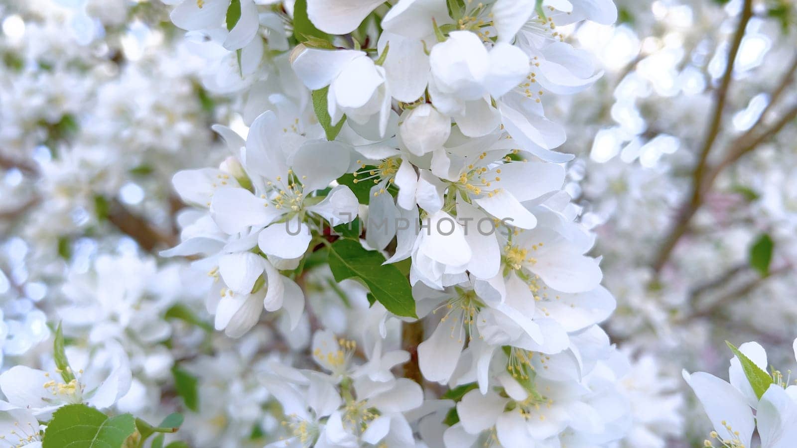 Delicate White Blossoms Flourishing on a Springtime Tree by arinahabich