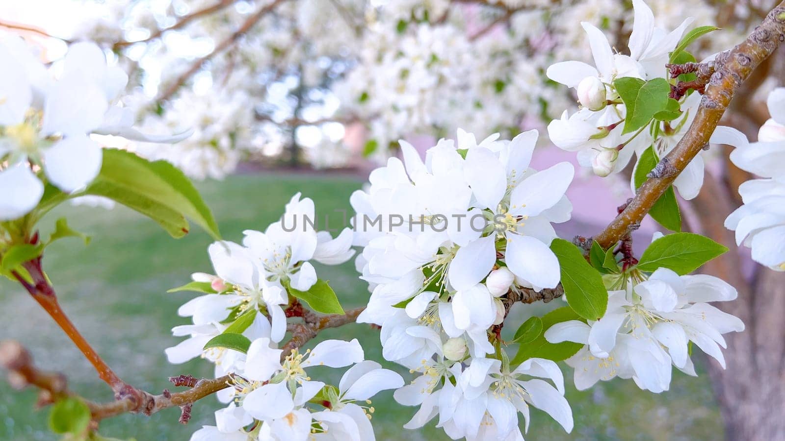 Delicate White Blossoms Flourishing on a Springtime Tree by arinahabich