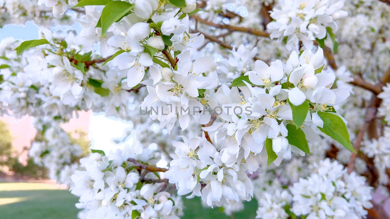 A vibrant cluster of white blossoms is in full bloom, delicately hanging from the branches of a tree, signaling the arrival of spring with their fresh, floral display.