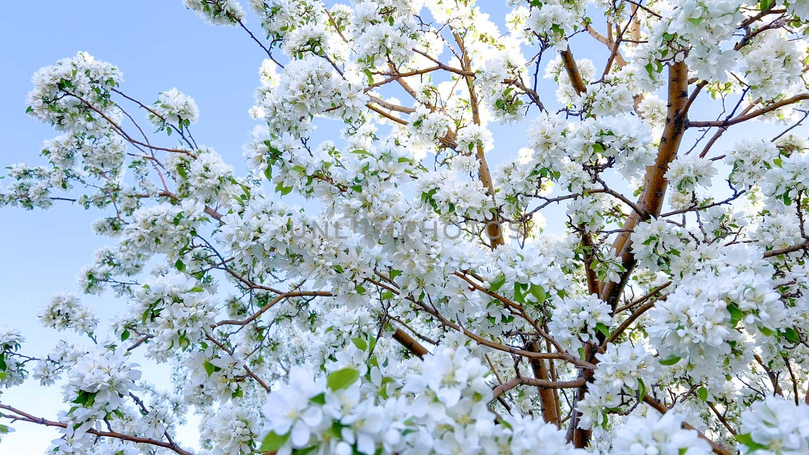 Delicate White Blossoms Flourishing on a Springtime Tree by arinahabich