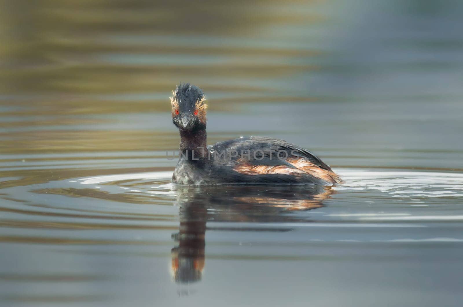 Black-necked or Eared Grebe in Tijuana on Overcast Spring Day. Close-up portrait by RobertPB