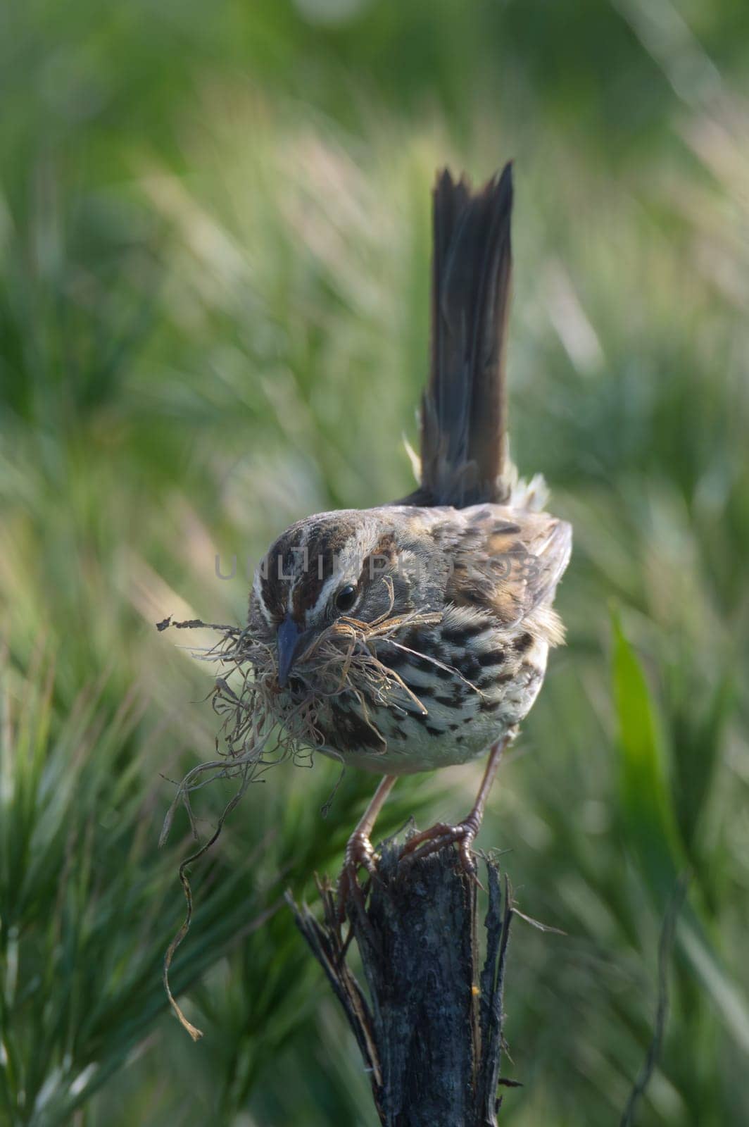 Song Sparrow Gathers Nesting Material in Tijuana, Baja California by RobertPB