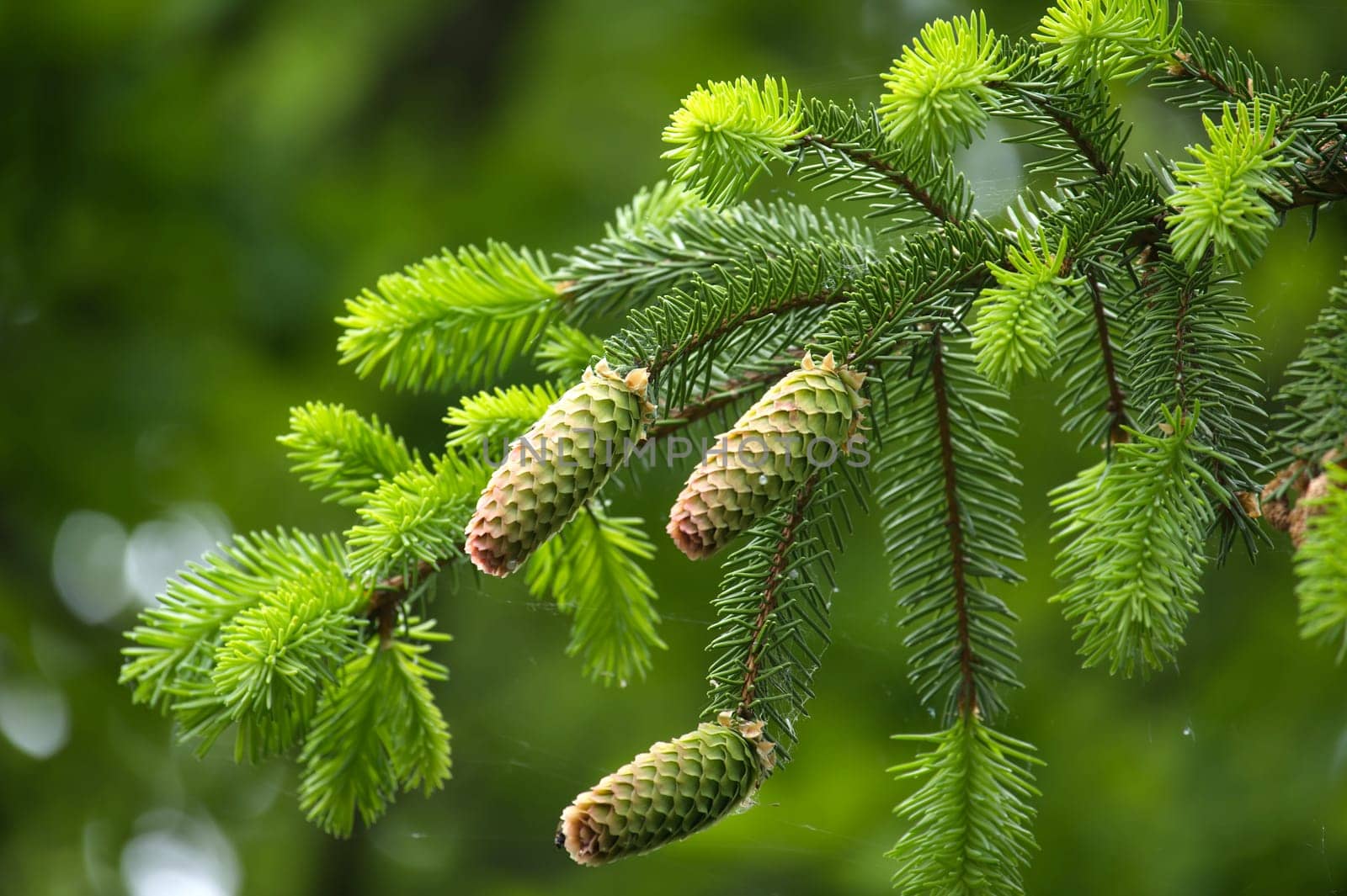 Close up of a green fir cones over blurred background by NetPix