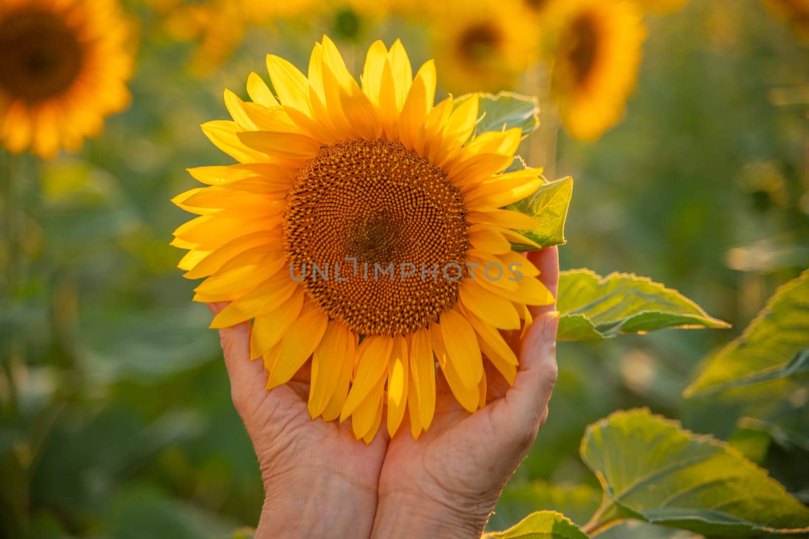Female hands holding sunflower flower against the backdrop of a sunflower field at sunset light. Concept agriculture oil production growing sunflower seeds for oil by Matiunina