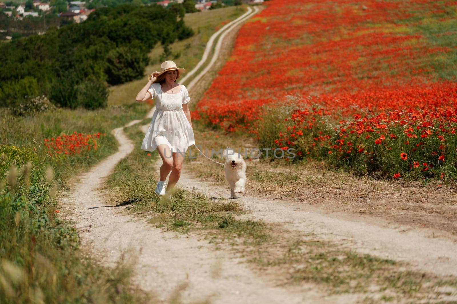 woman with dog. Happy woman walking with white dog the road along a blooming poppy field on a sunny day, She is wearing a white dress and a hat. On a walk with dog by Matiunina