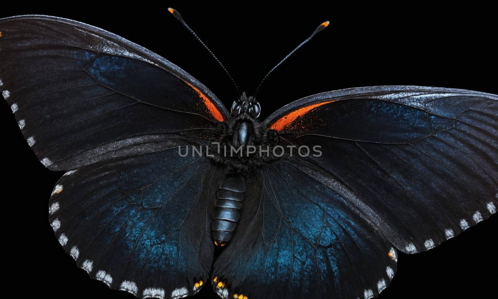 An electric blue and orange butterfly, a pollinator arthropod organism, is perched on a black background. The symmetry of its wings stands out in this macro photography shot