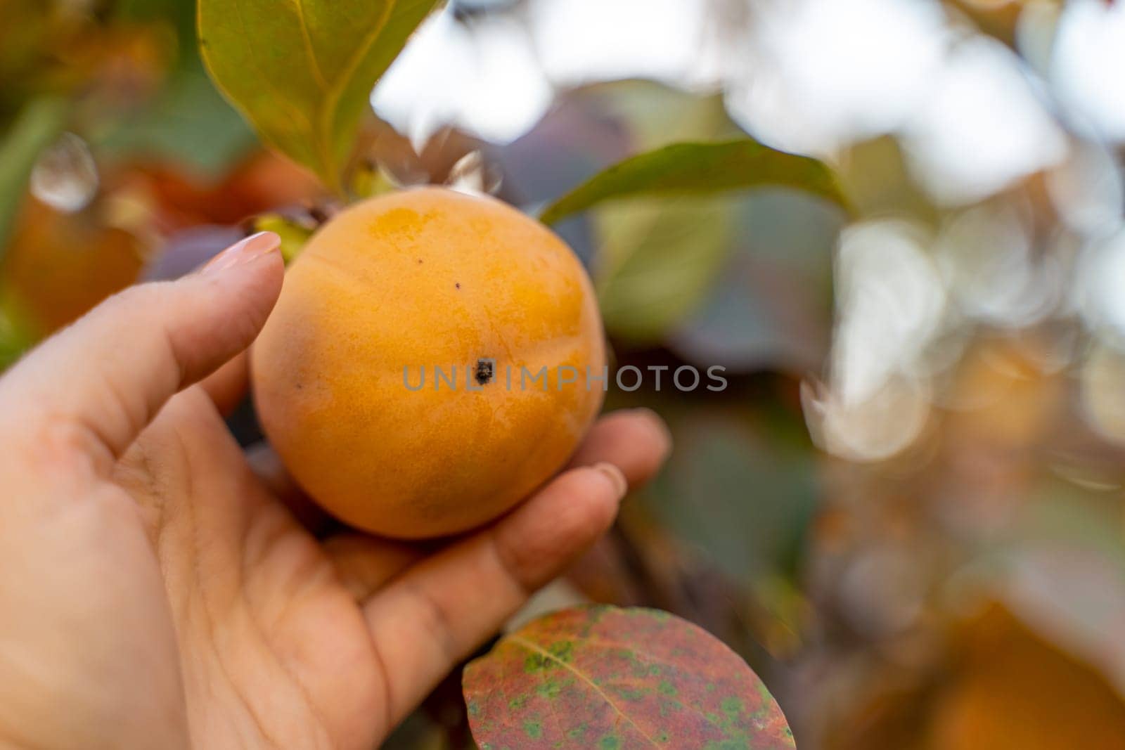 Persimmon ripe fruit garden. Tree branches with ripe persimmon fruits on a sunny day by Matiunina