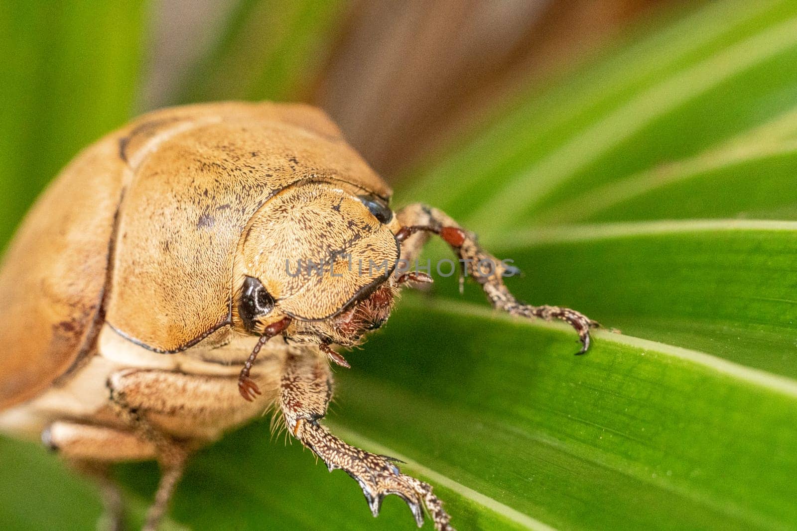 Close up light brown large Insect beetle. Interaction with wild nature beauty fauna Entomology image by nandrey85