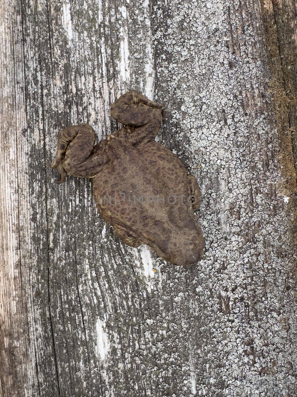 frog watching on the ground in summer