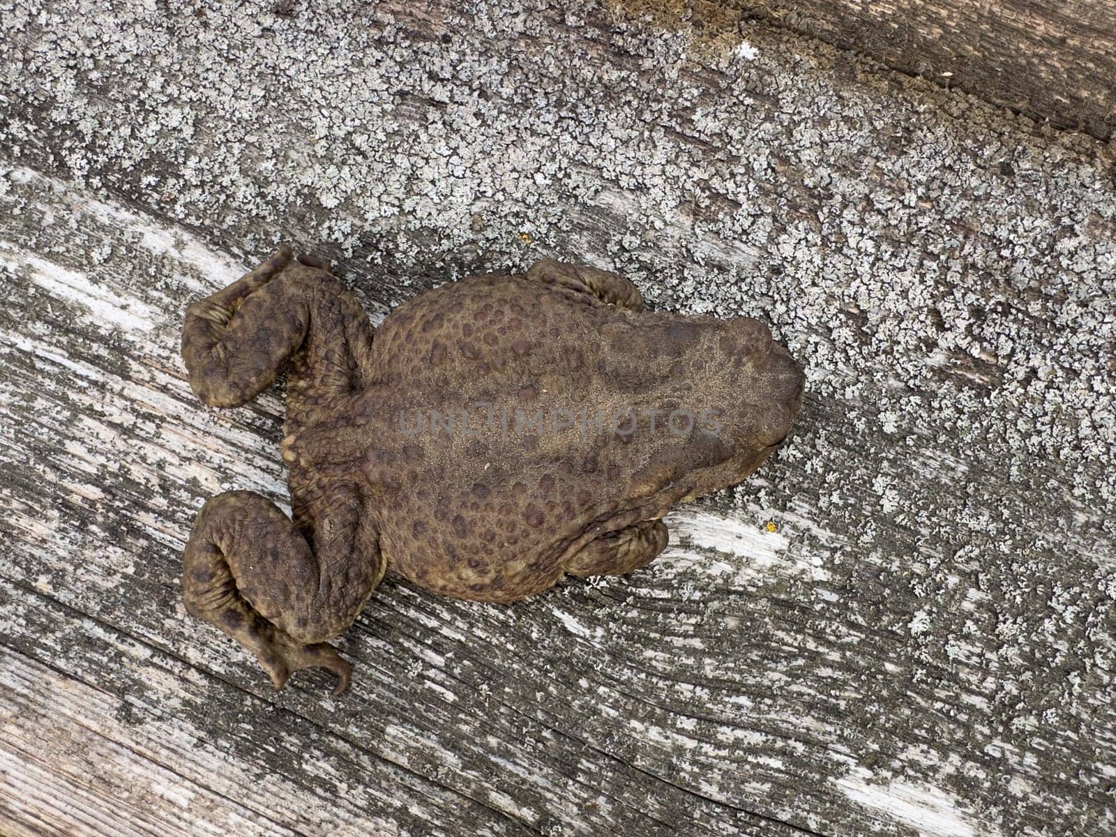 frog watching on the ground in summer